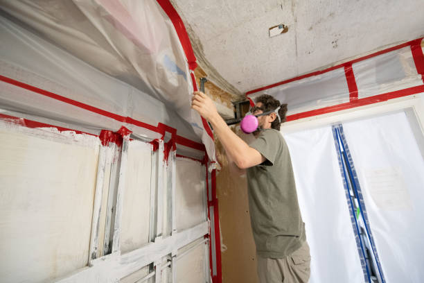 Best Mold Damage Restoration  in Manchester, MI