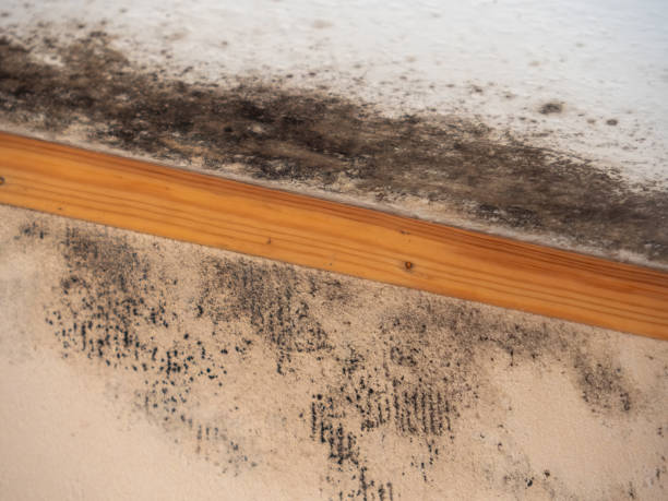 Professional Mold Removal in Manchester, MI