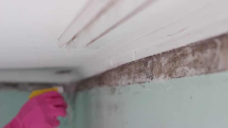 Best Attic Mold Removal  in Manchester, MI